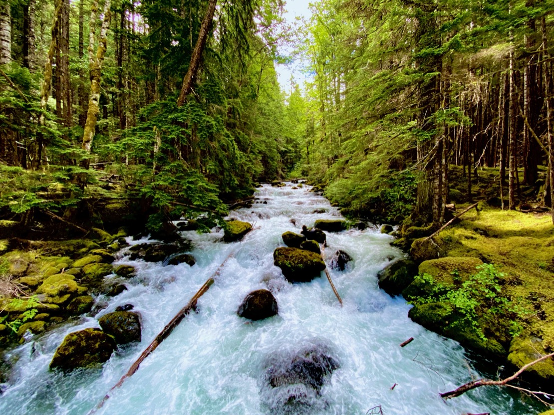 Treelined water rushing downstream in Olympic NP