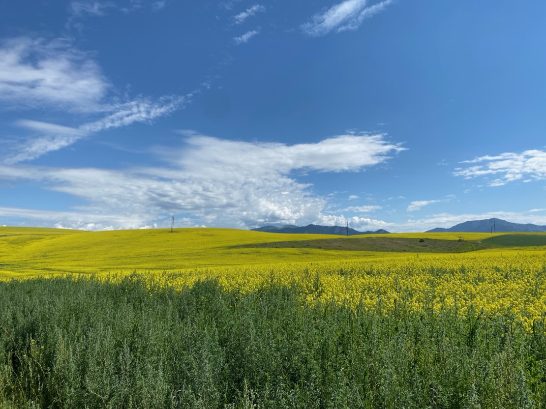 Blue skies and green fields outside of Grand Teton NP